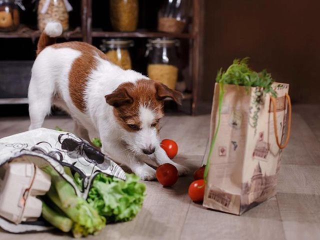 Floors For Paws – Arden