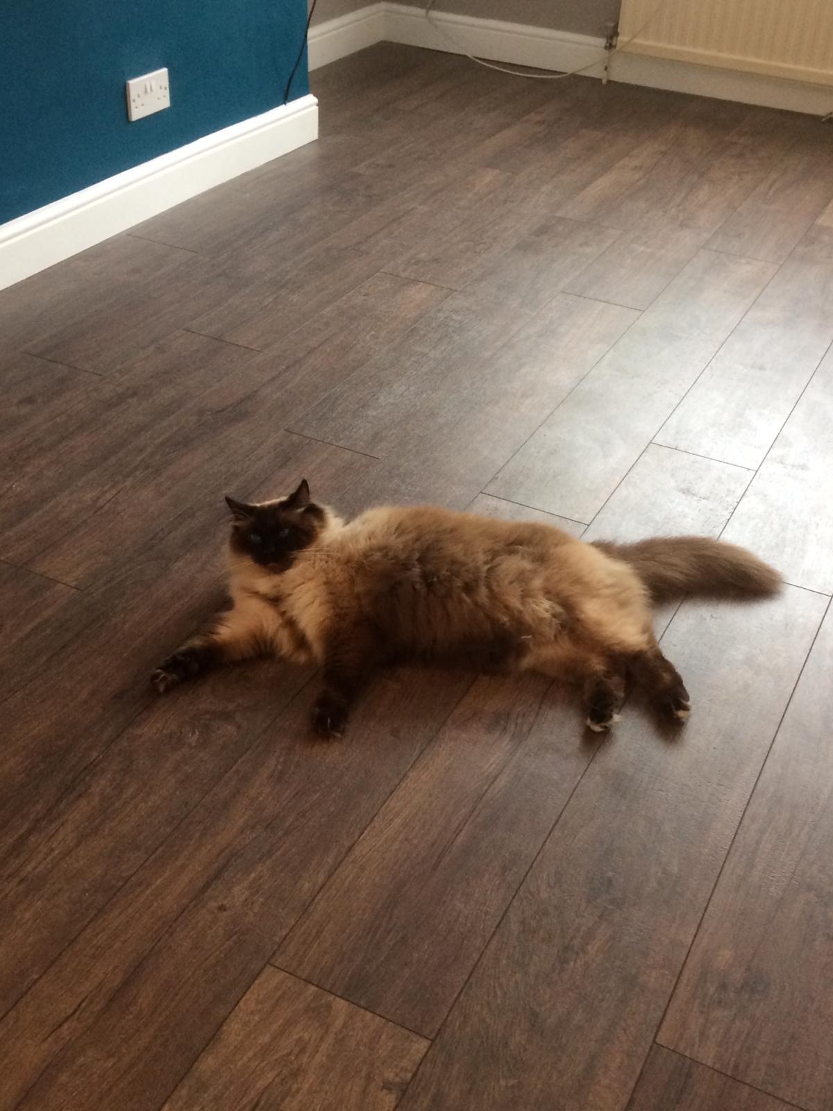 portfolio-hardwood-flooring-haro-laminate-flooring-installation-barnes (4)