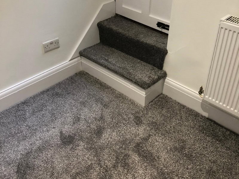 New Elite Twist Moon Dust Carpet In Farringdon - Carpet - Farringdon - Home - Residential