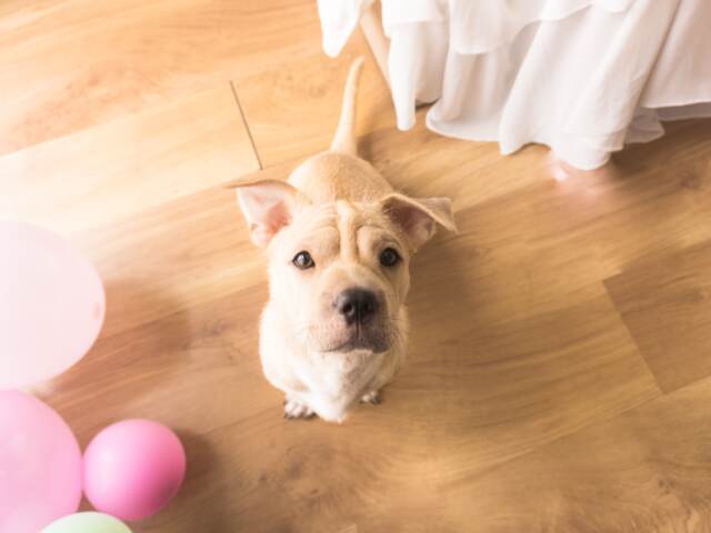 Pets and Hardwood Floors FAQs