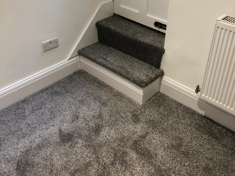 New Elite Twist Moon Dust Carpet In Farringdon - Carpet - Farringdon - Residential