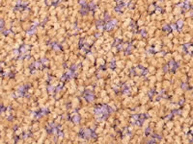 Joseph Hamilton Seaton Carpets - Universal Lite Design 1 - Carpet