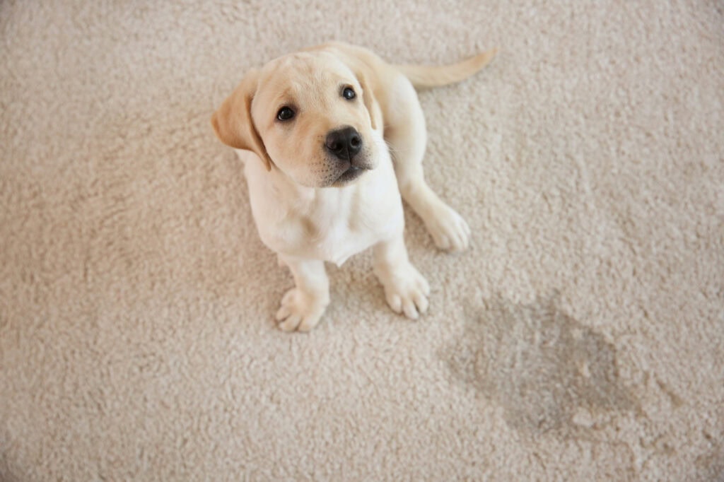 How to Choose the Best Flooring for Pets - Carpet - Laminate Flooring - Porcelain Tile Flooring - Vinyl Flooring - Wood Flooring