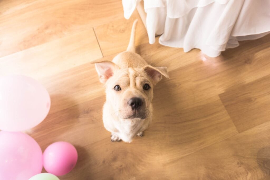 Pets and Hardwood Floors Faqs - Carpet - Porcelain Tile Flooring - Wood Flooring