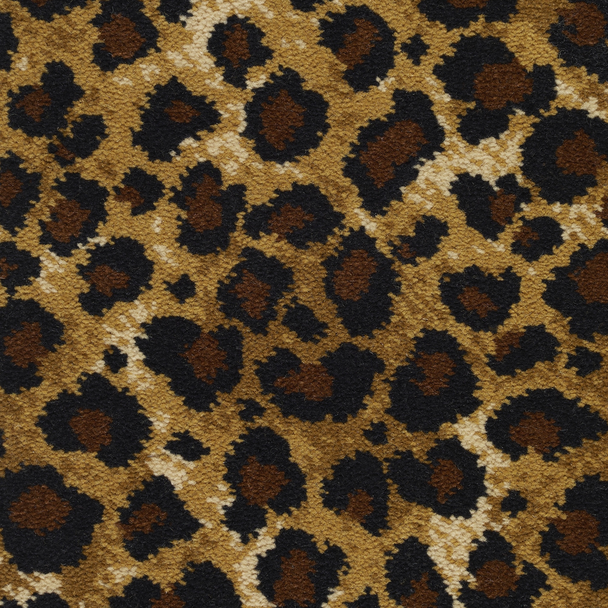 Safari Leopard