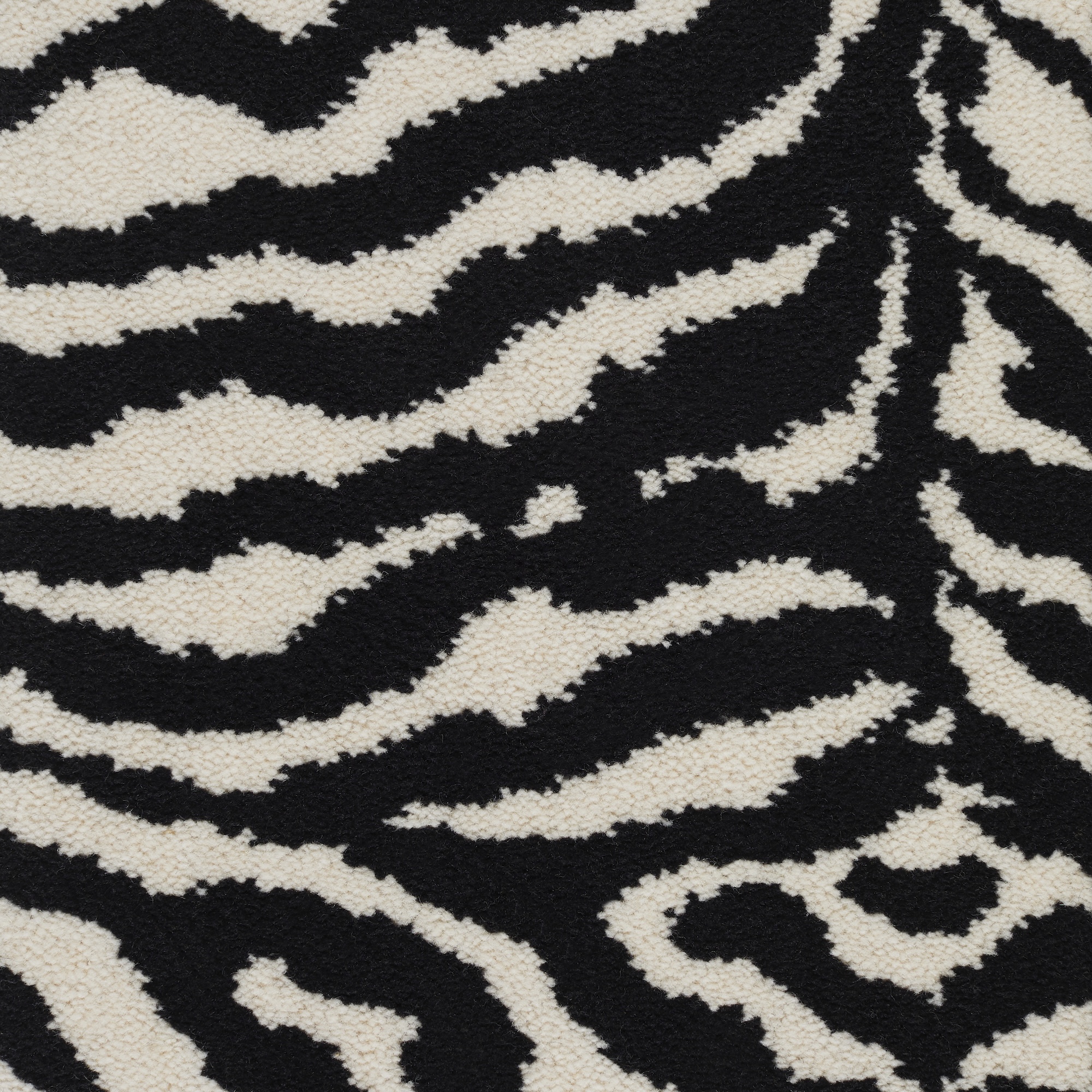 Safari Zebra