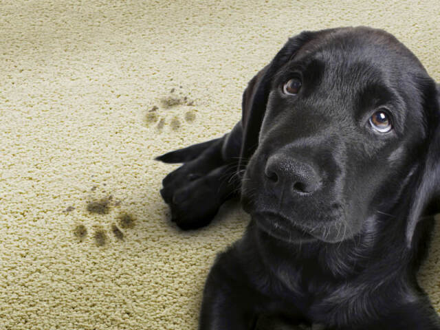 Victoria Carpets EasiCare Heartland