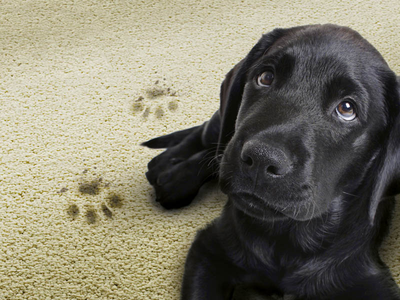 Victoria Carpets EasiCare Heartland - Carpet