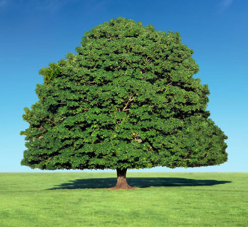 Hardwood Durability
- Wood Flooring