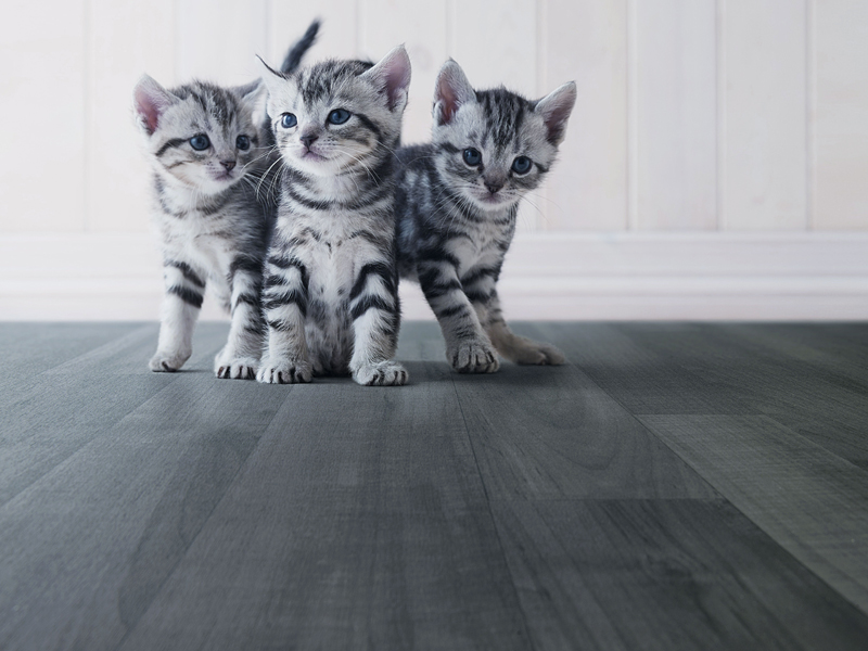 Polyflor - Secura - Vinyl Flooring Polyflor - Secura - Vinyl Flooring