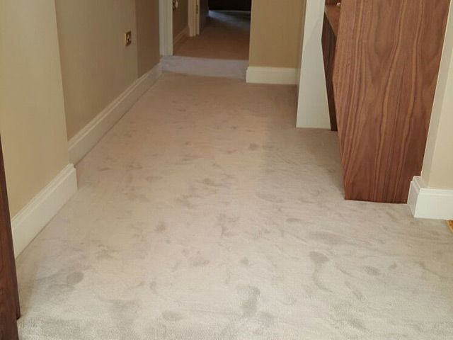 Carpet - Home 36019 - Carpet - Home - Residential