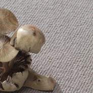 Cavalier Carpets – Lupo