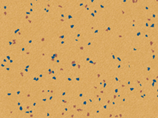 Nora Flooring Noraplan Stone Ed, Rubber Flooring, wide view