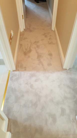 portfolio carpets living areas luxury carpet 05